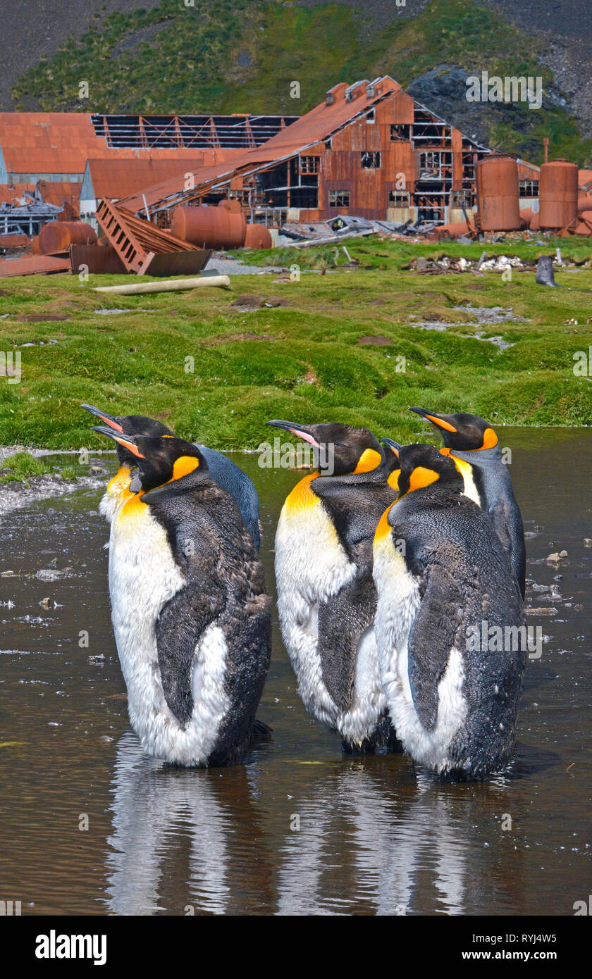 Pingüinos rey (Aptenodytes patagonicus), grupo de restos de la abandonada estación ballenera noruega en el puerto de la Bahía de Stromness Stromness, Foto de stock