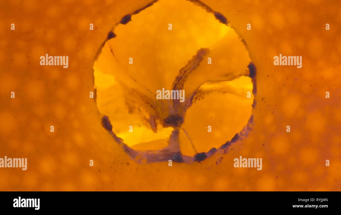 El pequeño orificio de la piel de naranja en una macro shot con la vista de las pulpas de fruta en el interior Foto de stock