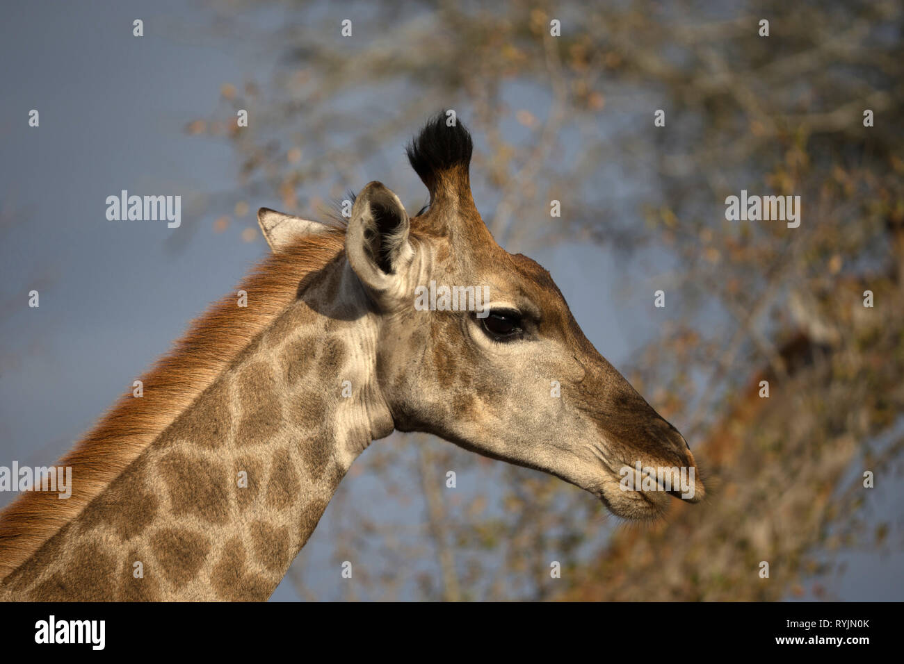 Jirafa (Giraffa camelopardalis ). El Parque Nacional Kruger. Sudáfrica). Foto de stock