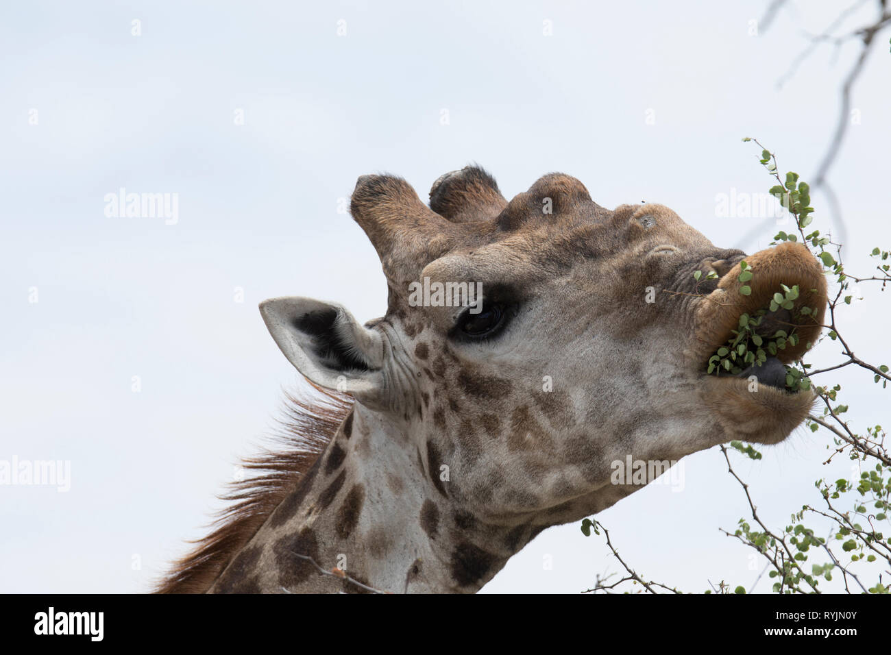 Jirafa (Giraffa camelopardalis ). El Parque Nacional Kruger. Sudáfrica). Foto de stock