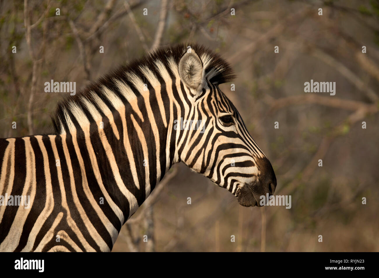 Cebra (Equus burchelli). El Parque Nacional Kruger. Sudáfrica). Foto de stock