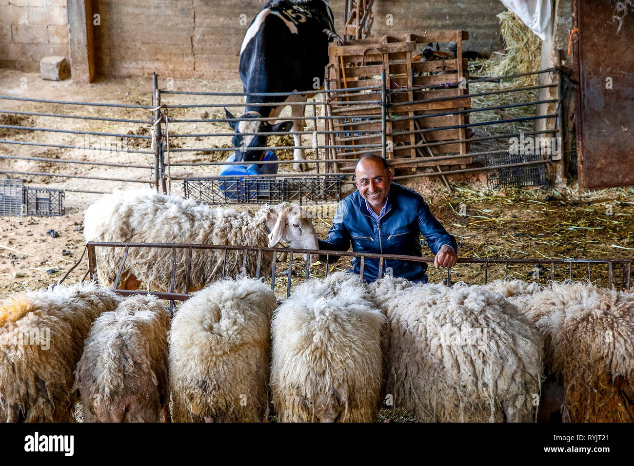 Aiman Mohammed Omar Dararmi ovejas de granja en Ras al Farrah, Ribera Occidental, Palestina, financiado por un préstamo de ACAD Finanzas. Foto de stock