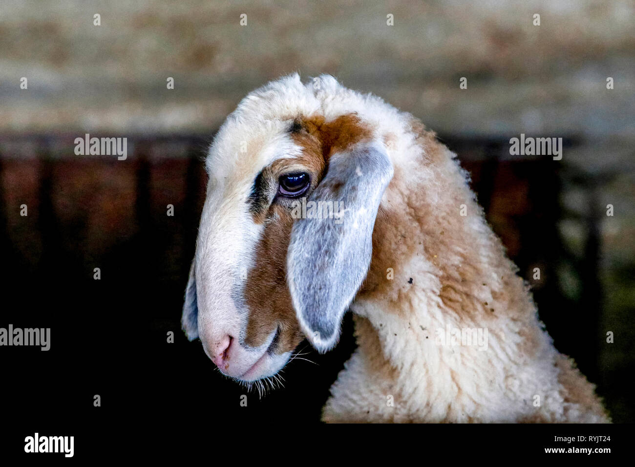 Aiman Mohammed Omar Dararmi ovejas de granja en Ras al Farrah, Ribera Occidental, Palestina, financiado por un préstamo de ACAD Finanzas. Foto de stock