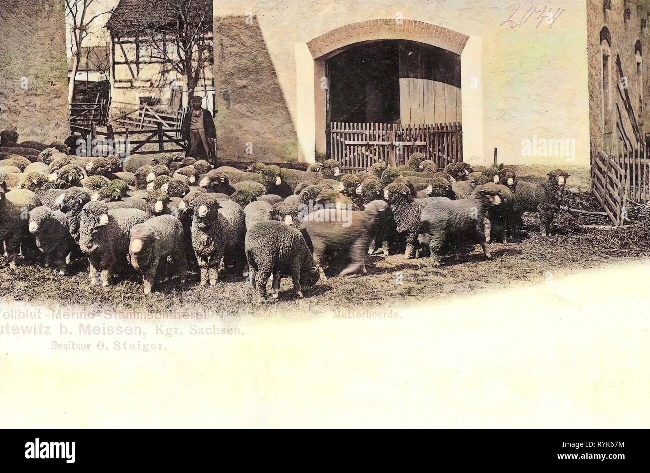 Los pastores en Alemania, la cría de ovejas en Alemania, ovejas en Alemania (Käbschütztal Leutewitz) 1901, Landkreis Meißen, Merino (raza), Leutewitz, Stammschäferei Foto de stock