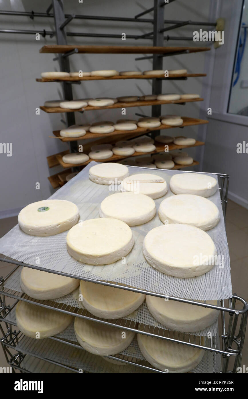 Fábrica de Quesos tradicionales. El Reblochon de Savoie, Queso francés elaborado a partir de leche de vaca. Bogeve. Francia. Foto de stock