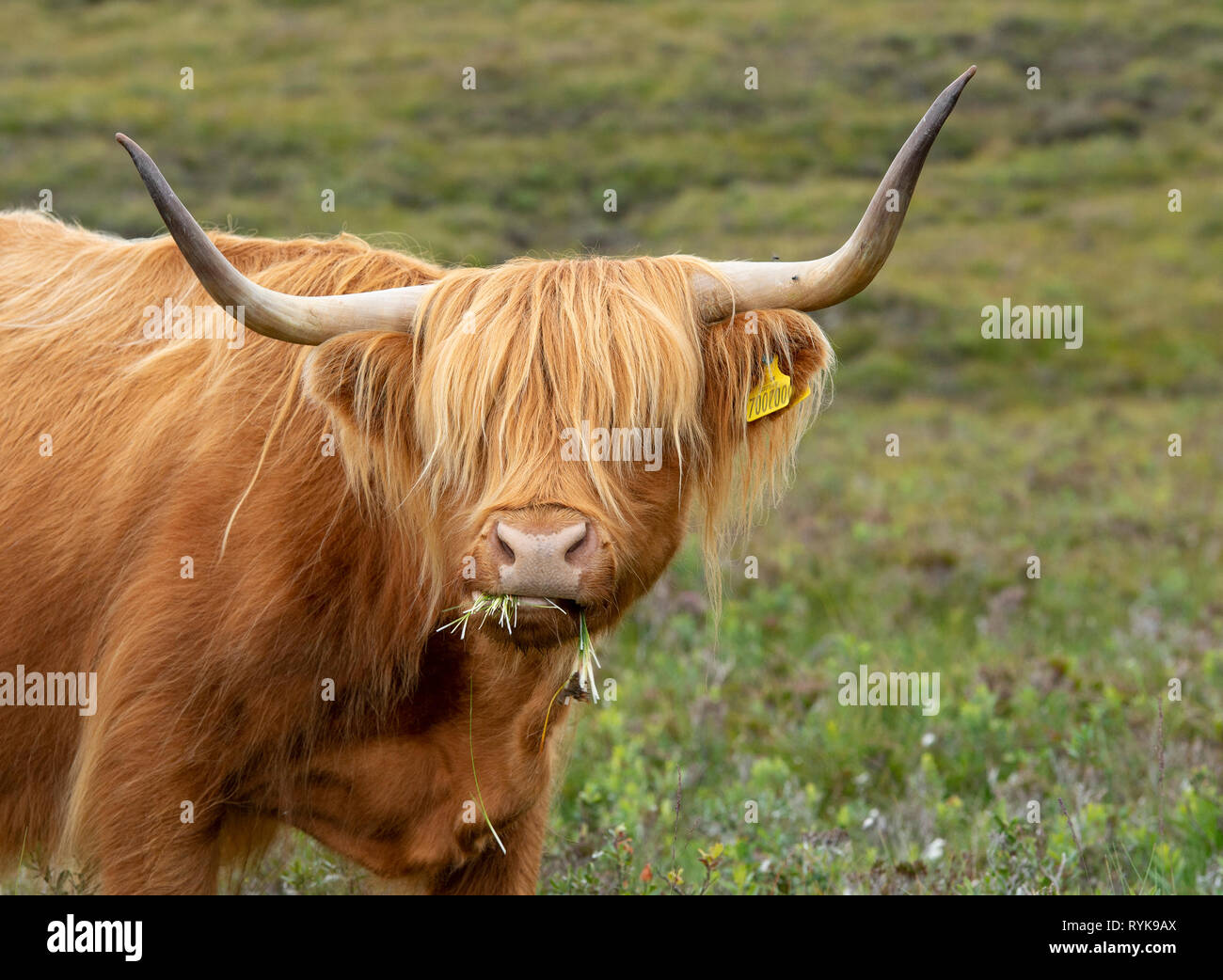 Highland cow cerca de Applecross Highlands Escocesas. Foto de stock