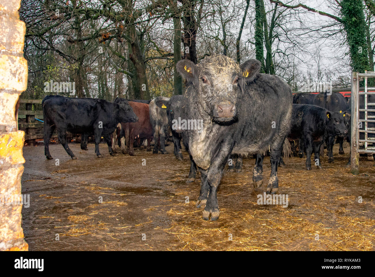 Vacas y terneros, St Helens, Merseyside. Foto de stock