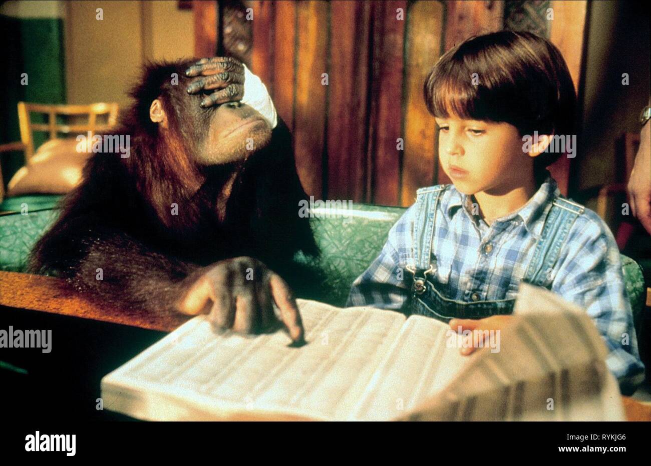 Orangután, DUNSTON LLYOYD,cheques en, 1996 Foto de stock
