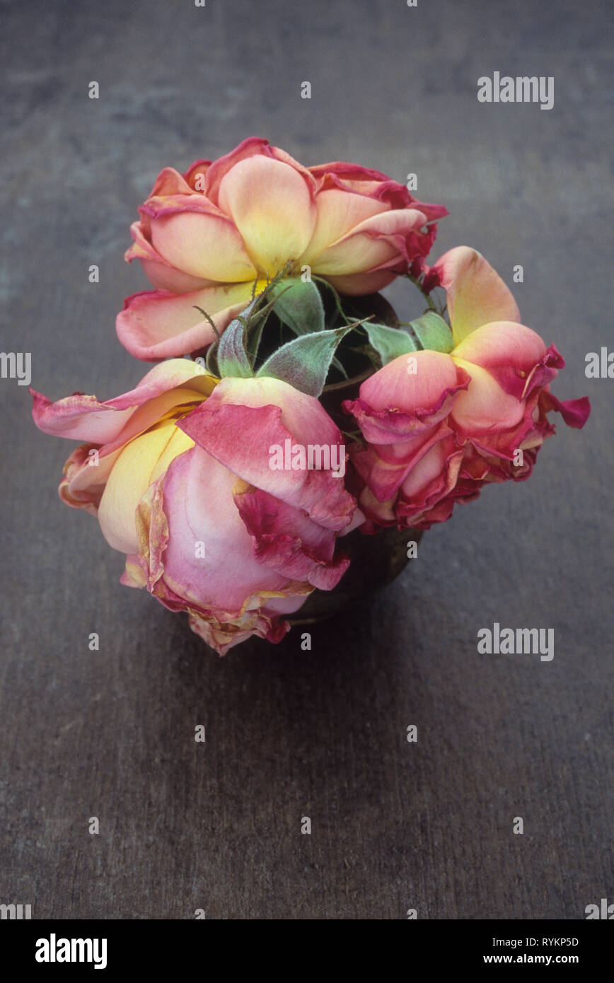 Hermoso flores botón-Trio-roséfarbene rosas-probablemente para 1950/60 
