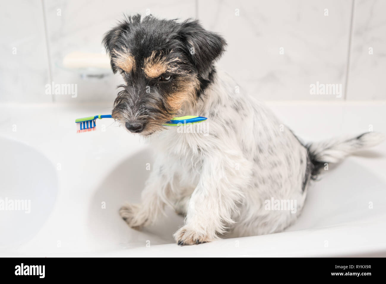 Sosteniendo el cepillo de dientes en el baño de perro - Jack Russell terrier doggy Foto de stock