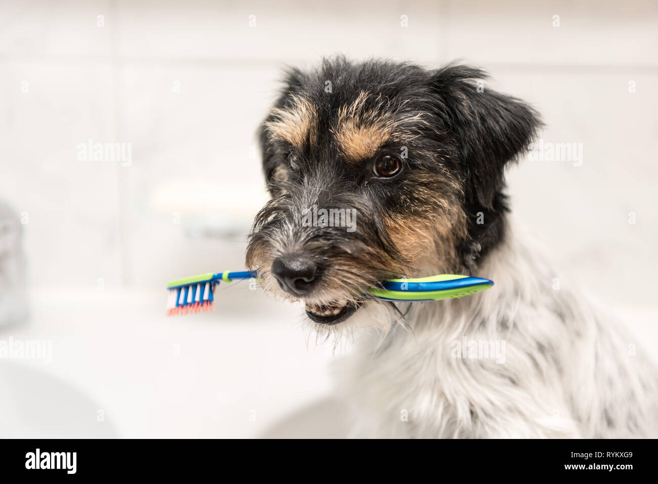 Sosteniendo el cepillo de dientes en el baño de perro - Jack Russell terrier doggy Foto de stock