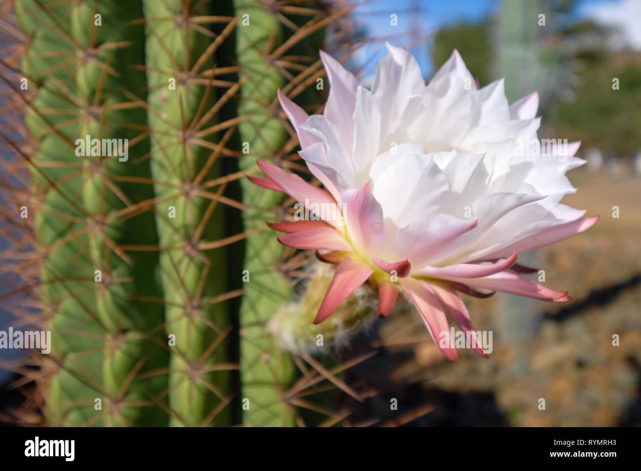 Flor rosa cactus fotografías e imágenes de alta resolución - Alamy