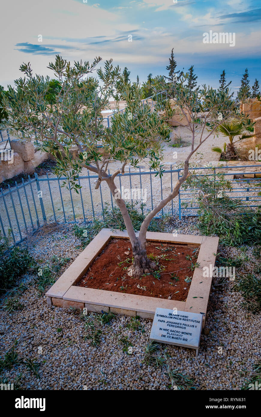 Monte Nebo, Jordania, 31 de diciembre de 2018 : olivo plantado por el Papa Juan Pablo 2 en el patio de la Iglesia Memorial de Moisés en el monte Nebo cerca del CIT Foto de stock