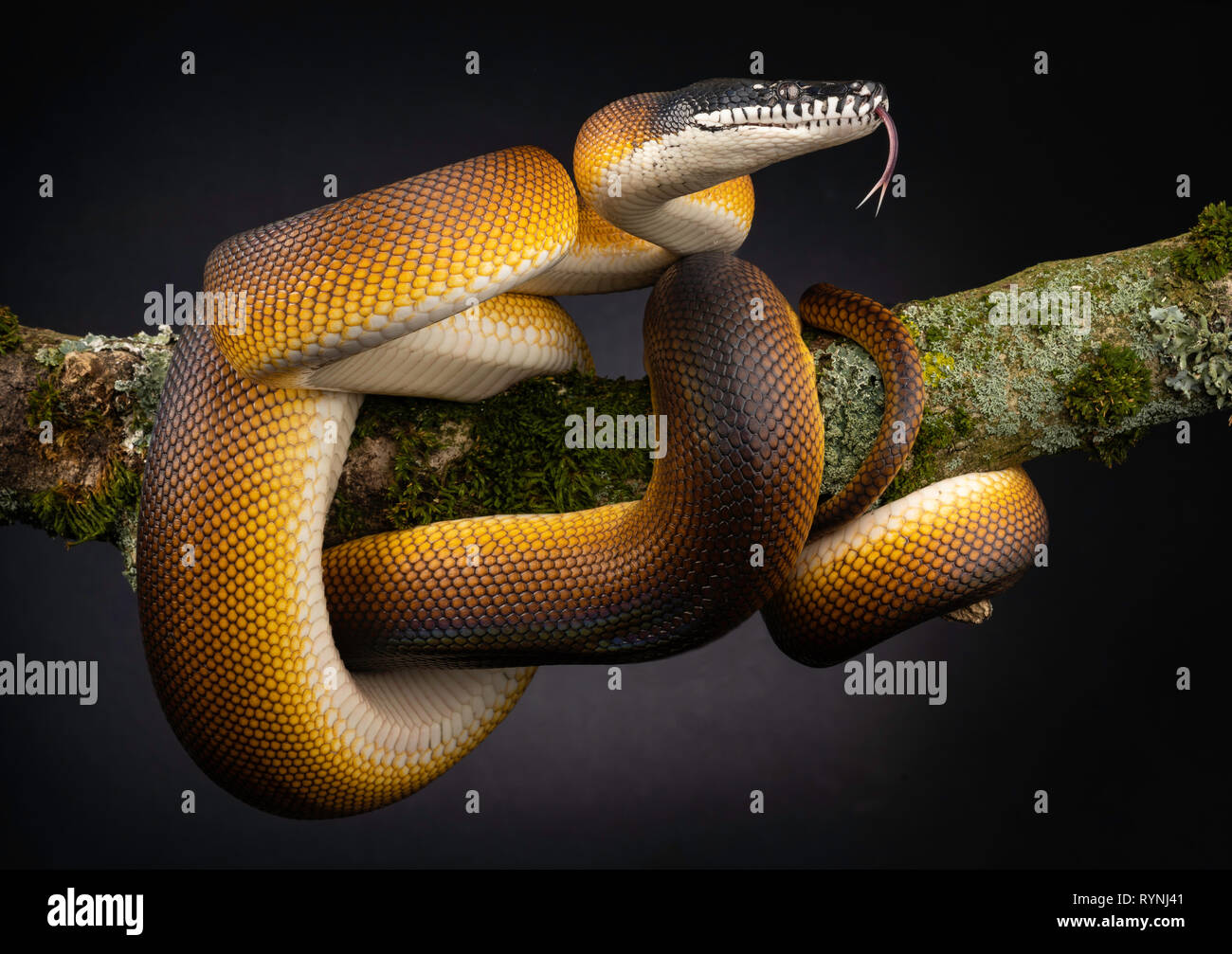 Alabiada Blanco / albertisii Bothrochilus python Foto de stock