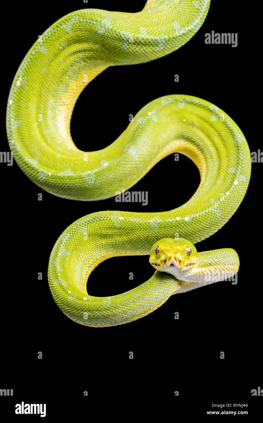 Green Tree Python / Morelia viridis Foto de stock
