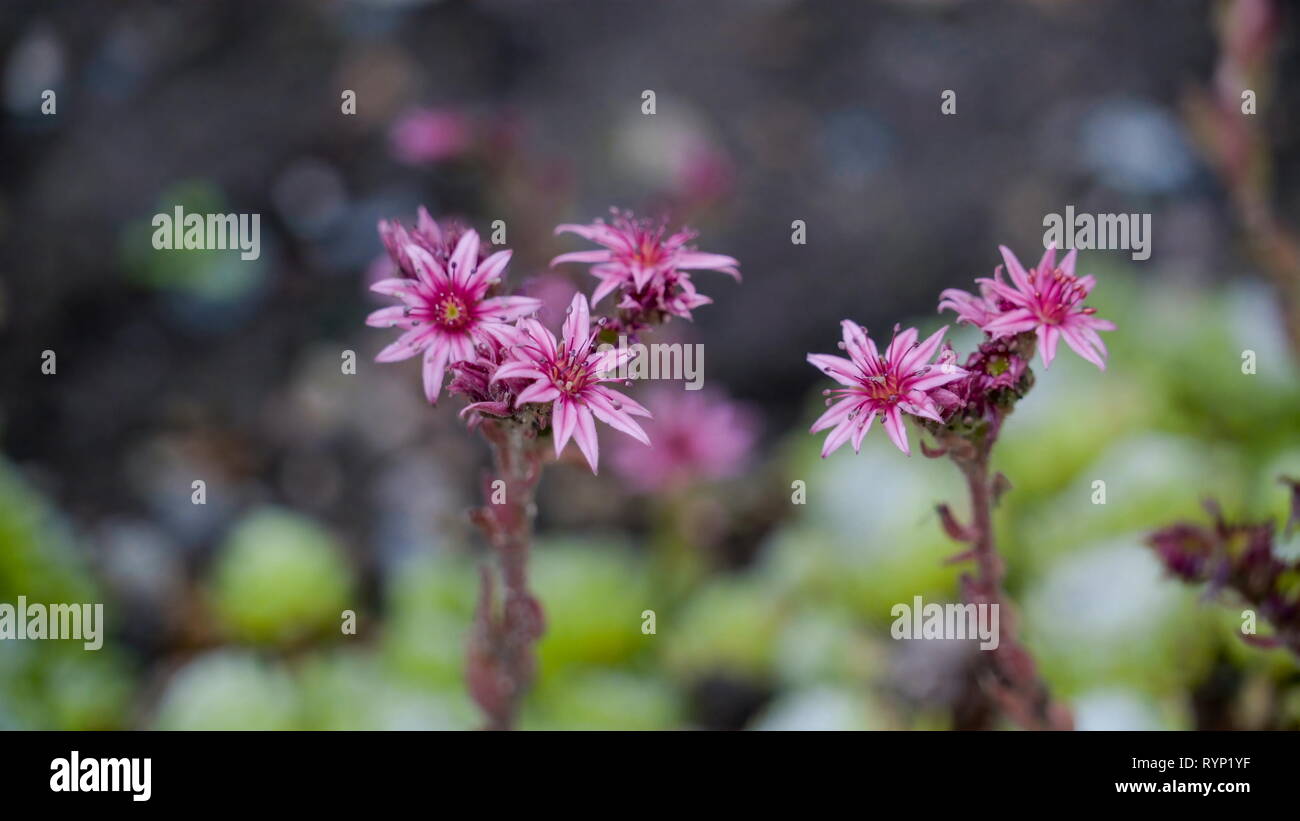 La flor morada de la planta que es Sempervivum ondeando en la brisa del  aire Fotografía de stock - Alamy