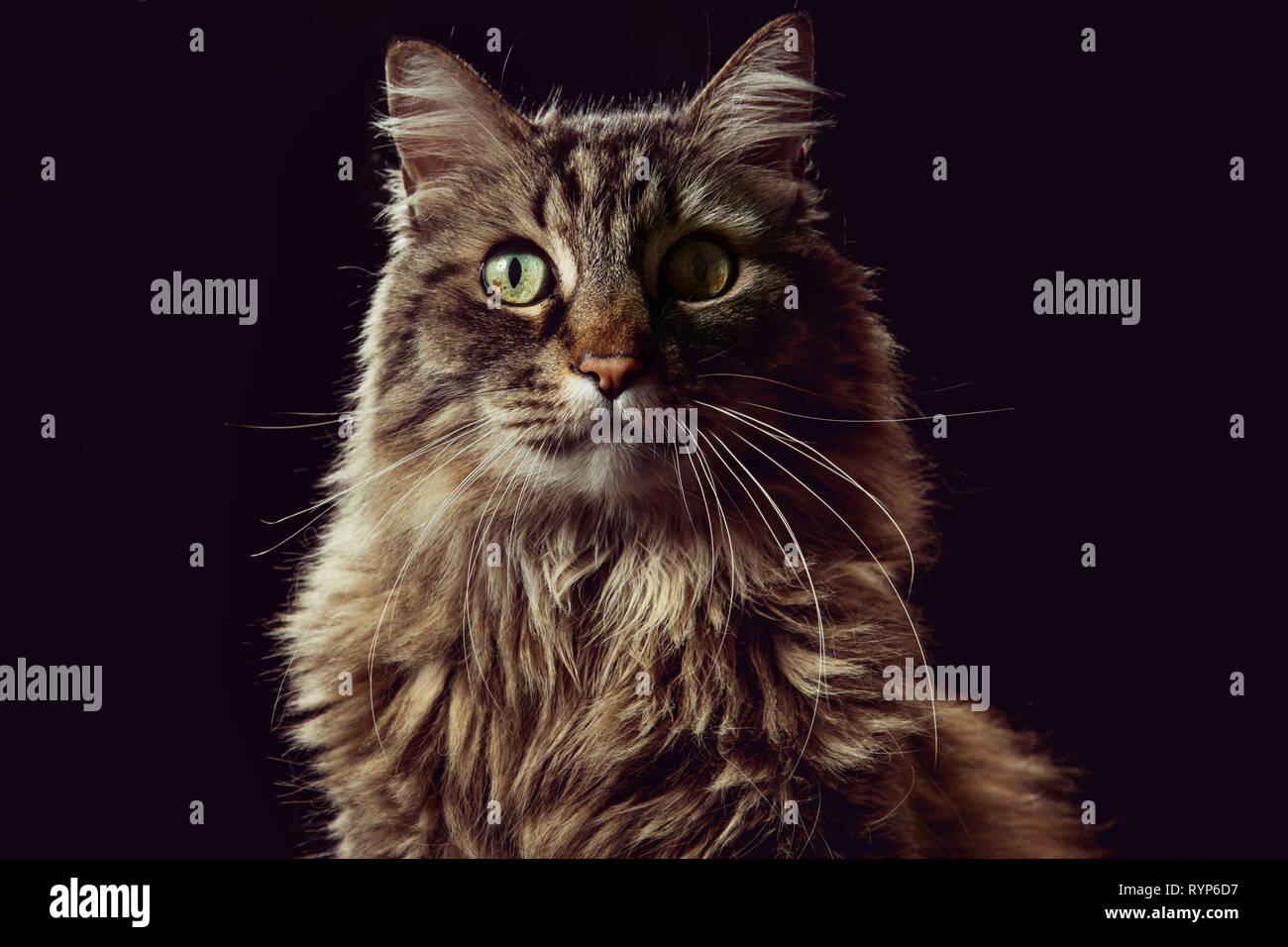 Close-up retrato de estudio de un gato atigrado marrón mirando directamente a la cámara sobre un fondo negro. Foto de stock