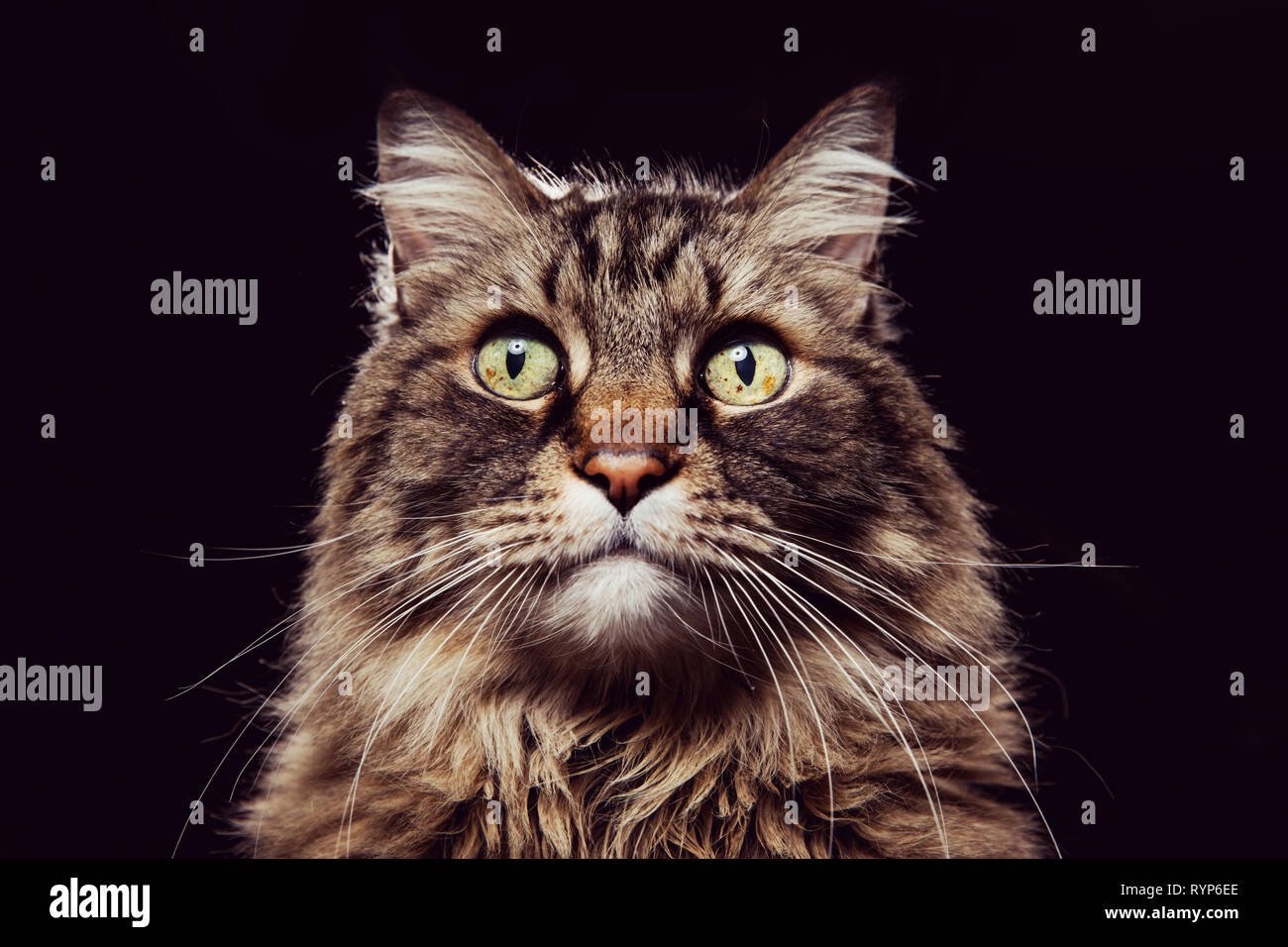 Close-up retrato de estudio de un gato atigrado marrón mirando directamente a la cámara sobre un fondo negro. Foto de stock