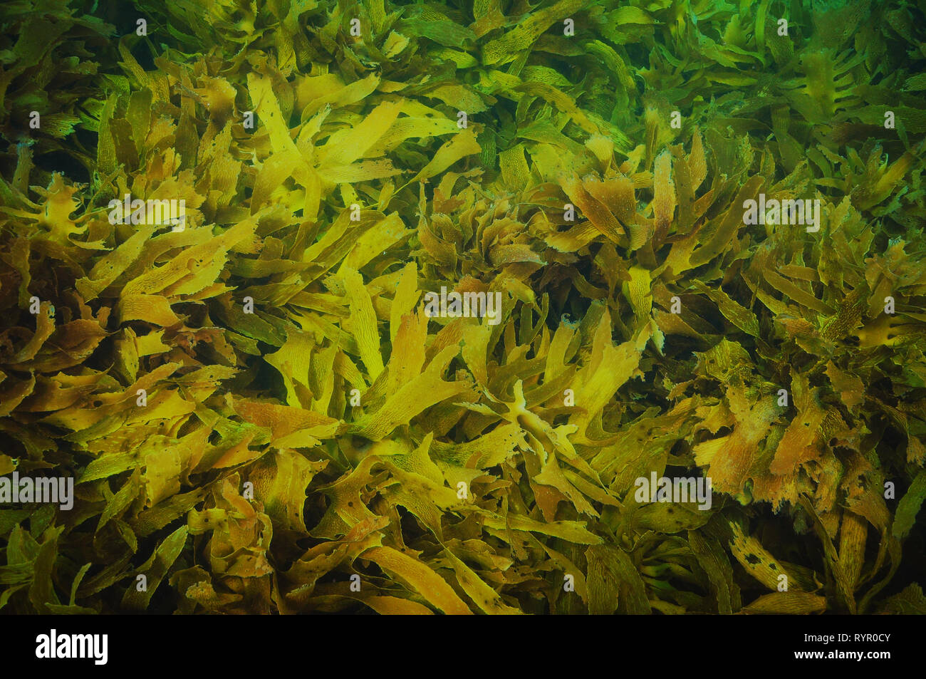Una densa alfombra de hojas de alga marrón acechado Ecklonia radiata en aguas templadas del océano Pacífico meridional. Foto de stock