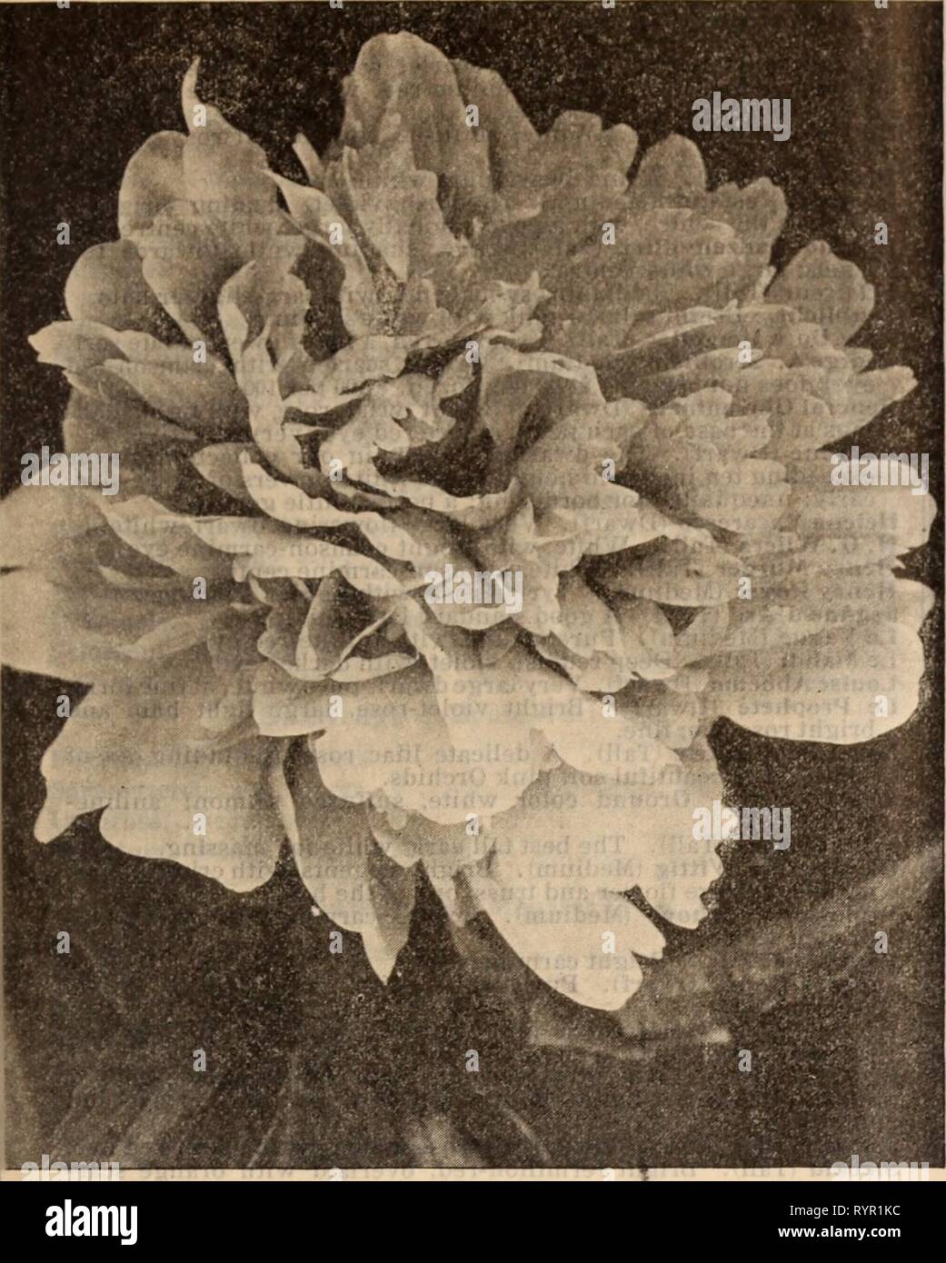 Dreer's Wholesale lista de precios Lista de precios al por mayor del Dreer / Henry A. Dreer. . Dreerswholesalep1912dree Año: Henry A. DREER, Philadelphia, PA., LISTA DE PRECIOS AL POR MAYOR 49 doble PitONY herbácea Paeonies Robusto Herbáceo. Ofrecemos un amplio stock de nuestro propio crecimiento, es estrictamente cierto a descripción- ción, todos en divisiones fuertes con de 3 a 5 ojos. Por doz. 100 1000 Andre Lauries. Una multa tyrian rose; tarde . . . . $1 25 S8 00 S75 00 Achille. Malva, cambiando a rose tintada de blanco . 1 50 10 00 90 00 Agnes Mary Kelway. Rosy guardia blanca pétalos, de color blanco cremoso centro 1 50 10 00 90 00 Anemoneflora Rubra. D Foto de stock