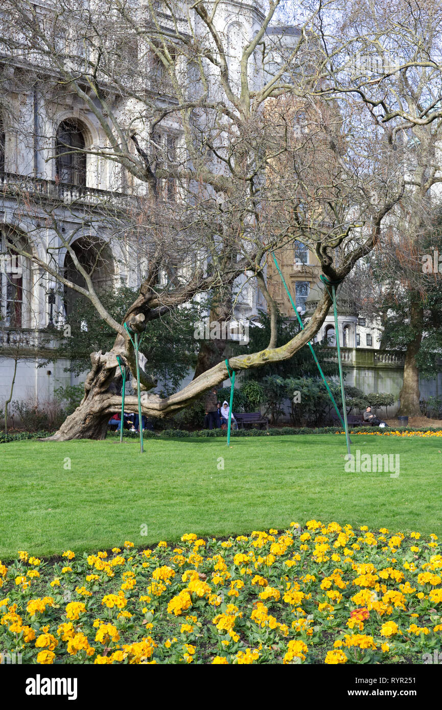 Árbol apoyada por polacos en un parque de Londres Foto de stock
