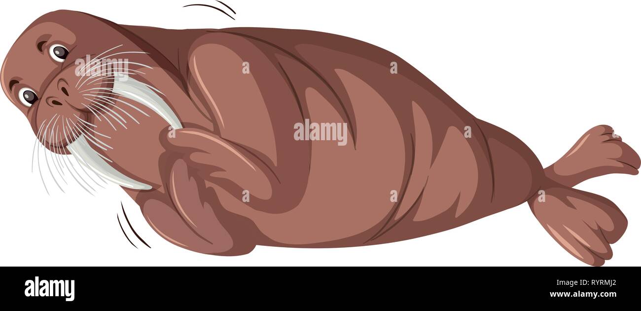 La morsa animal salvaje personaje cartoon ilustración Fotografía de stock -  Alamy