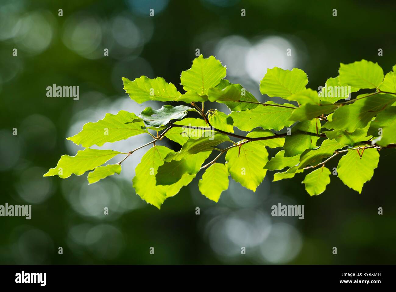 Comunes De haya (Fagus sylvatica), rama con hojas, Alemania Foto de stock