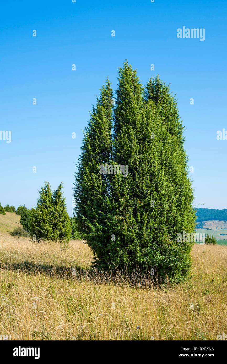 Enebro común (Juniperus Communis), Wiesenthaler Schweiz reserva natural, reserva de la Biosfera Rhön, Turingia, Alemania Foto de stock