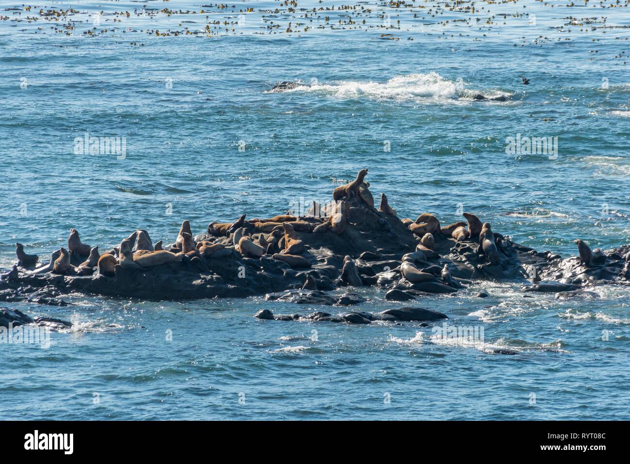 Lobos marinos de California (Zalophus californianus), COLONIA descansa sobre una roca en el mar, Simpson Reef ignorar, Cabo Arago State Park Foto de stock