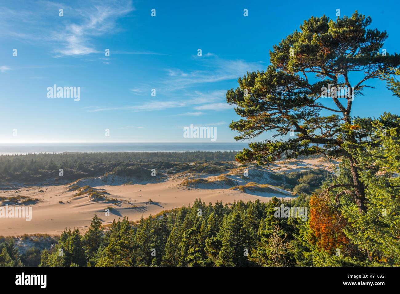 Arbolado parcialmente dunas de arena en la costa, Holman Vista, aliso Dune, Baker Beach, Oregón, EE.UU. Foto de stock