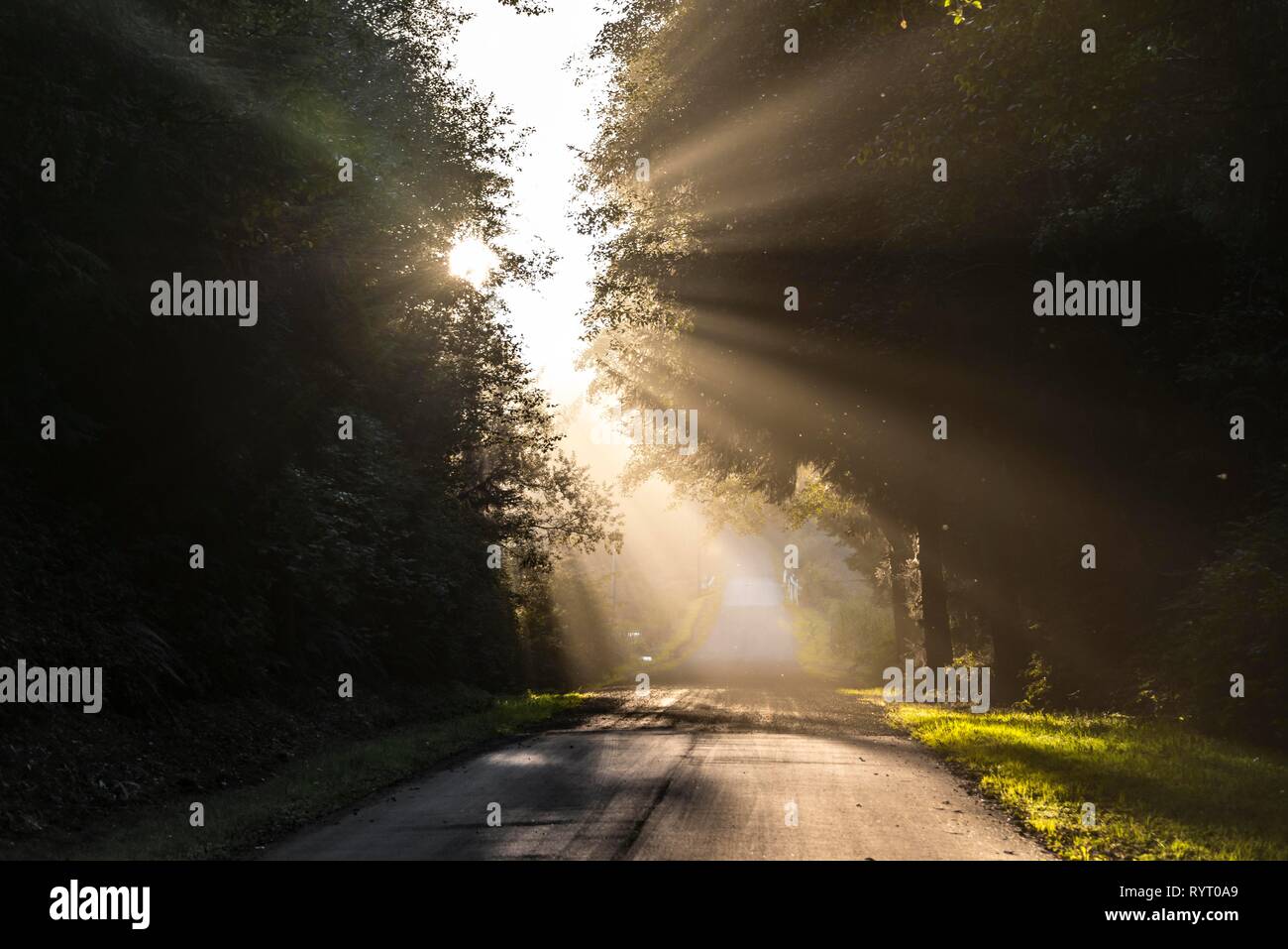 La luz del sol brilla a través de los árboles en una carretera, Oregon Coast Highway, Oregón, EE.UU. Foto de stock