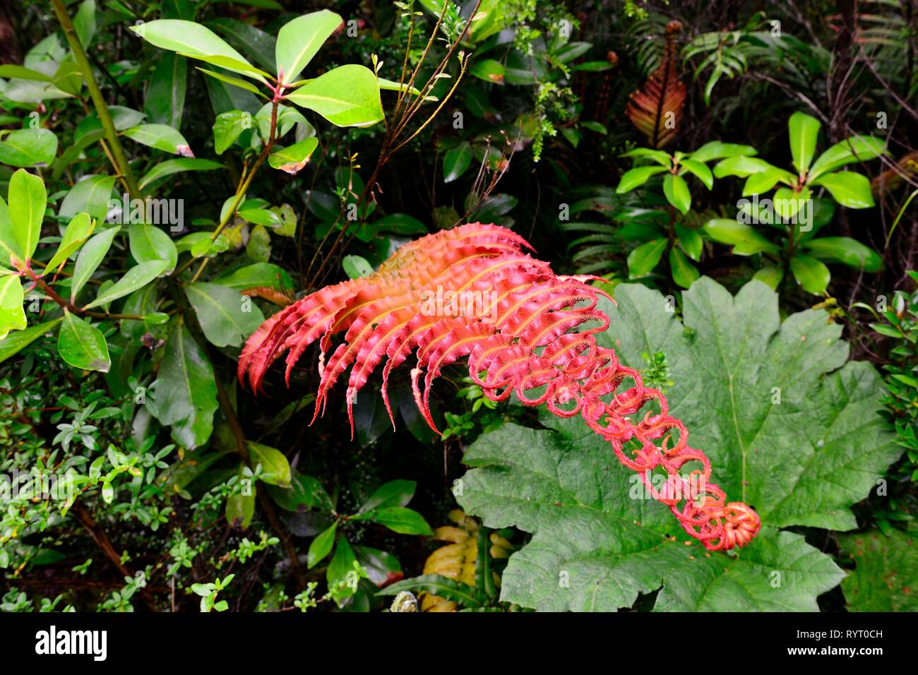 Tracheophyta fern (rojo), bosques lluviosos templados, Parque Pumalin, Provincia de Palena, Región de los Lagos, Chile Foto de stock