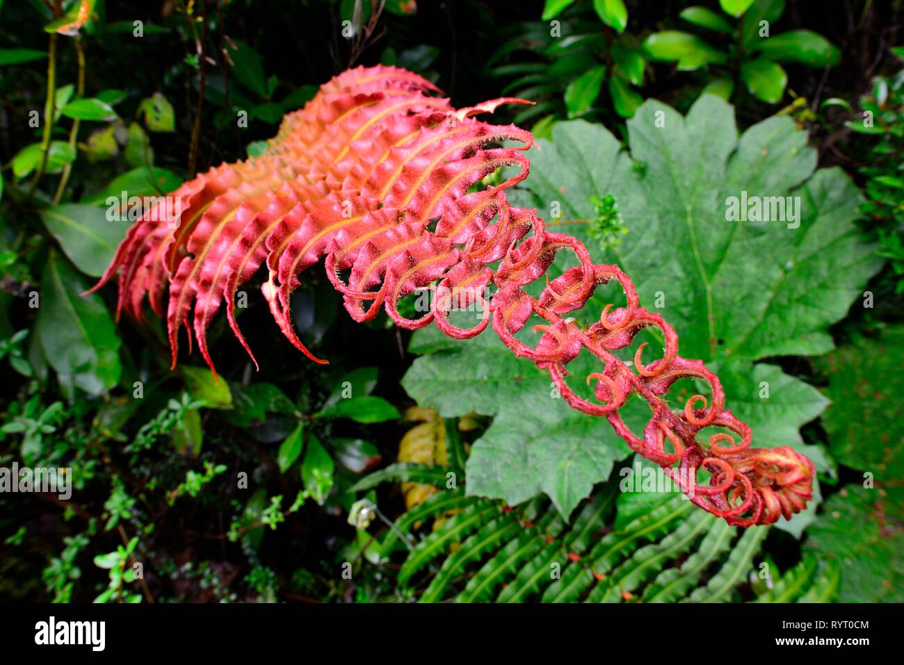 Tracheophyta fern (rojo), bosques lluviosos templados, Parque Pumalin, Provincia de Palena, Región de los Lagos, Chile Foto de stock