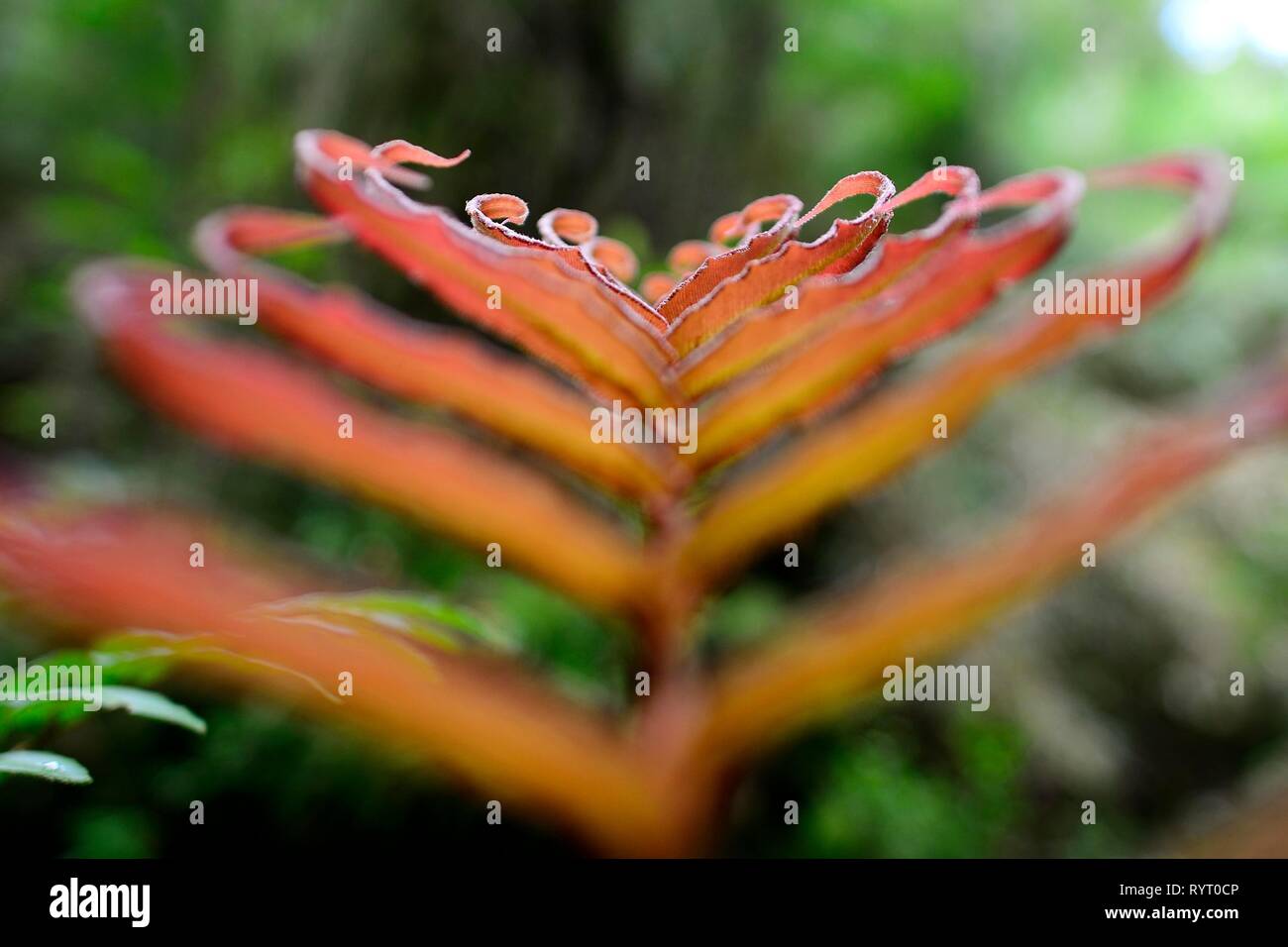 Rojo, hojas de helecho (Tracheophyta), close-up, bosques lluviosos templados, Parque Pumalin, provincia de Palena, Región de los Lagos, Chile Foto de stock