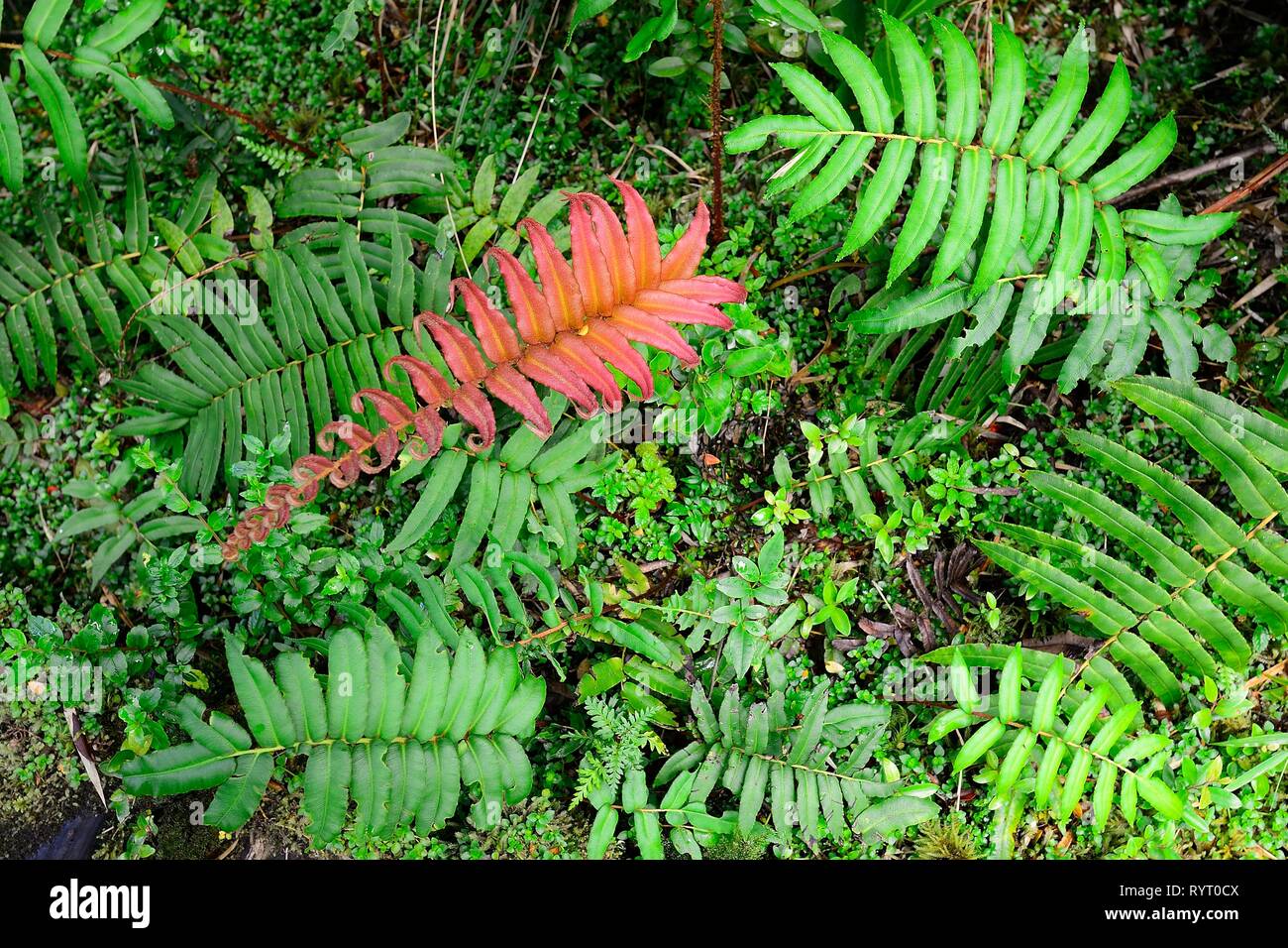 Rojo y verde, hojas de helecho (Tracheophyta), bosques lluviosos templados, Parque Pumalin, Provincia de Palena, Región de los Lagos, Chile Foto de stock