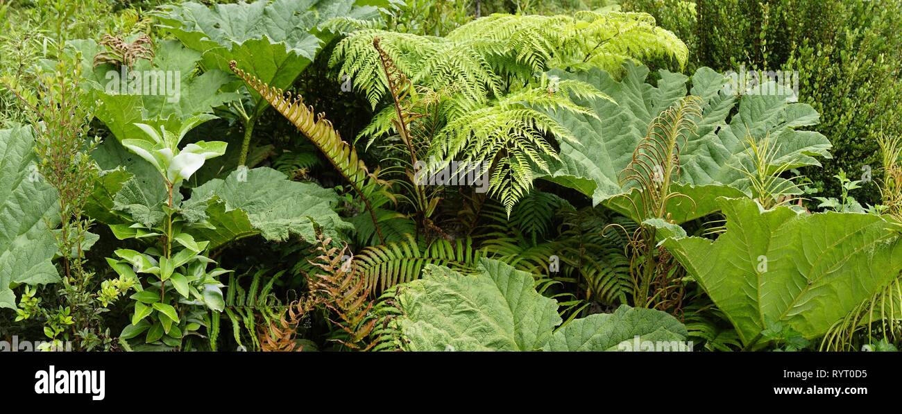 Fern (Tracheophyta) y ruibarbo gigante (Gunnera manicata), bosques lluviosos templados, Parque Pumalin, Provincia de Palena Foto de stock