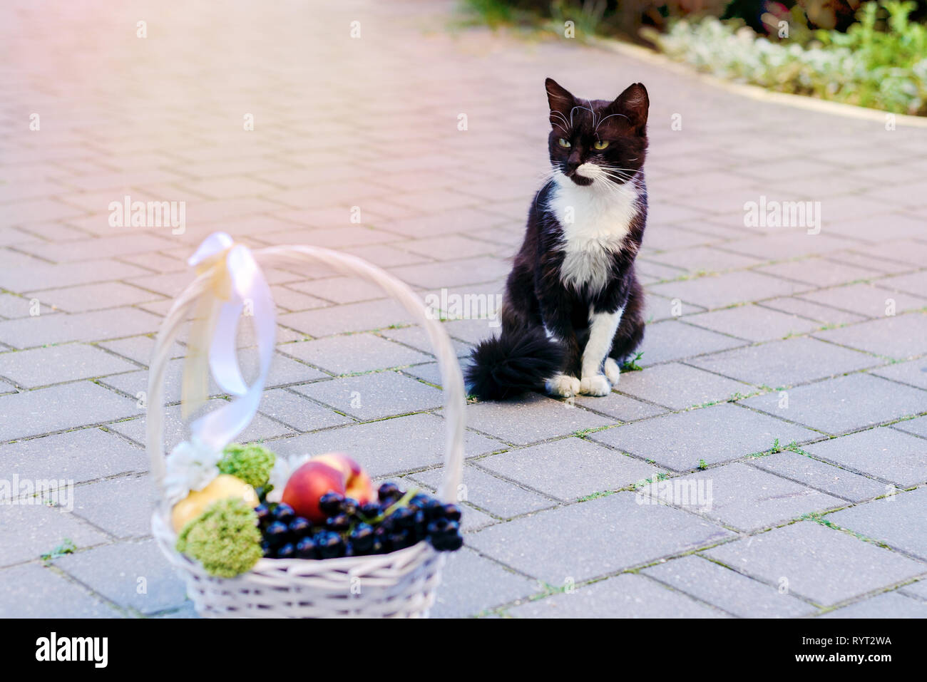 Blanco y negro con un gato rojo ojos verdes sentado cerca de canasta de  frutas. concepto de amor, regalo, alcachofa de tonos Fotografía de stock -  Alamy