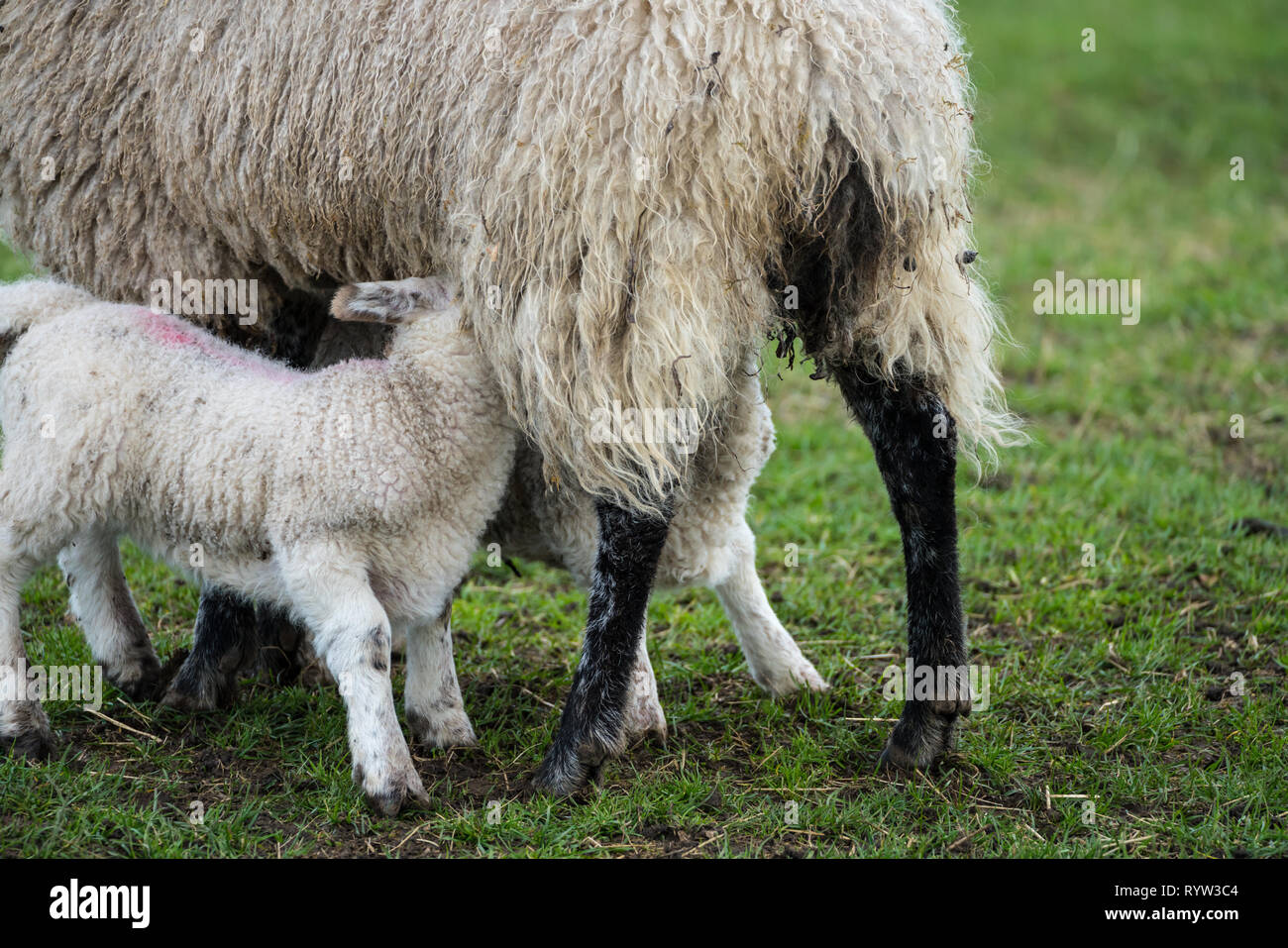Cerca de cara negra oveja corderos gemelos amamantamiento Foto de stock