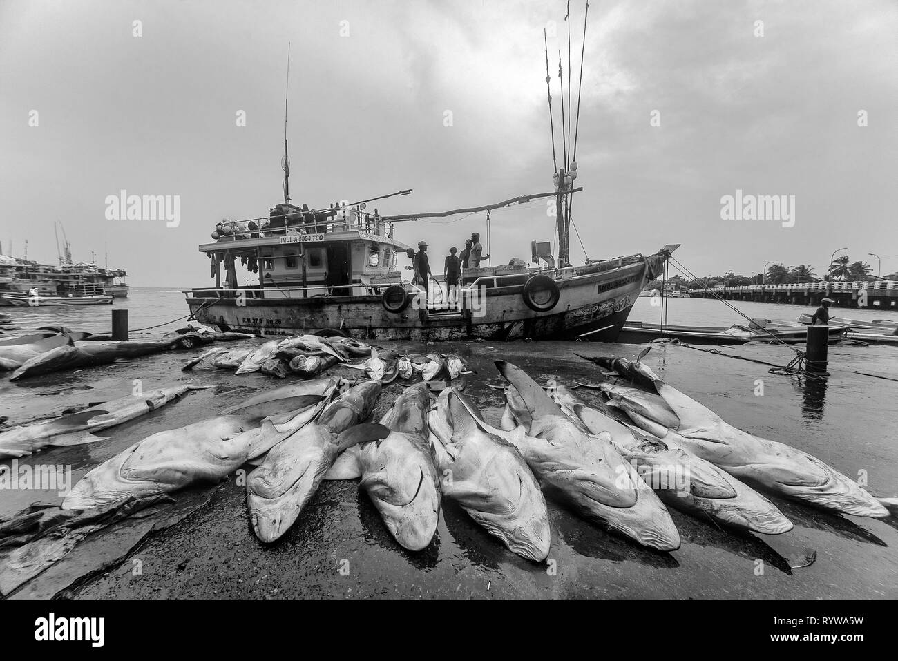 Pesca de tiburones fotografías e imágenes de alta resolución - Alamy