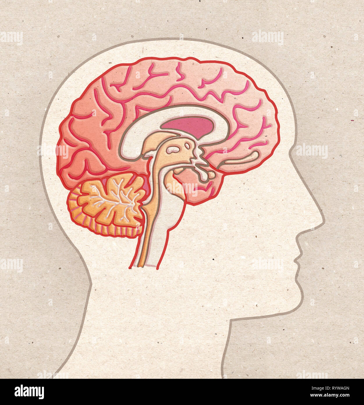 Lobulos del cerebro corte sagital fotografías e imágenes de alta