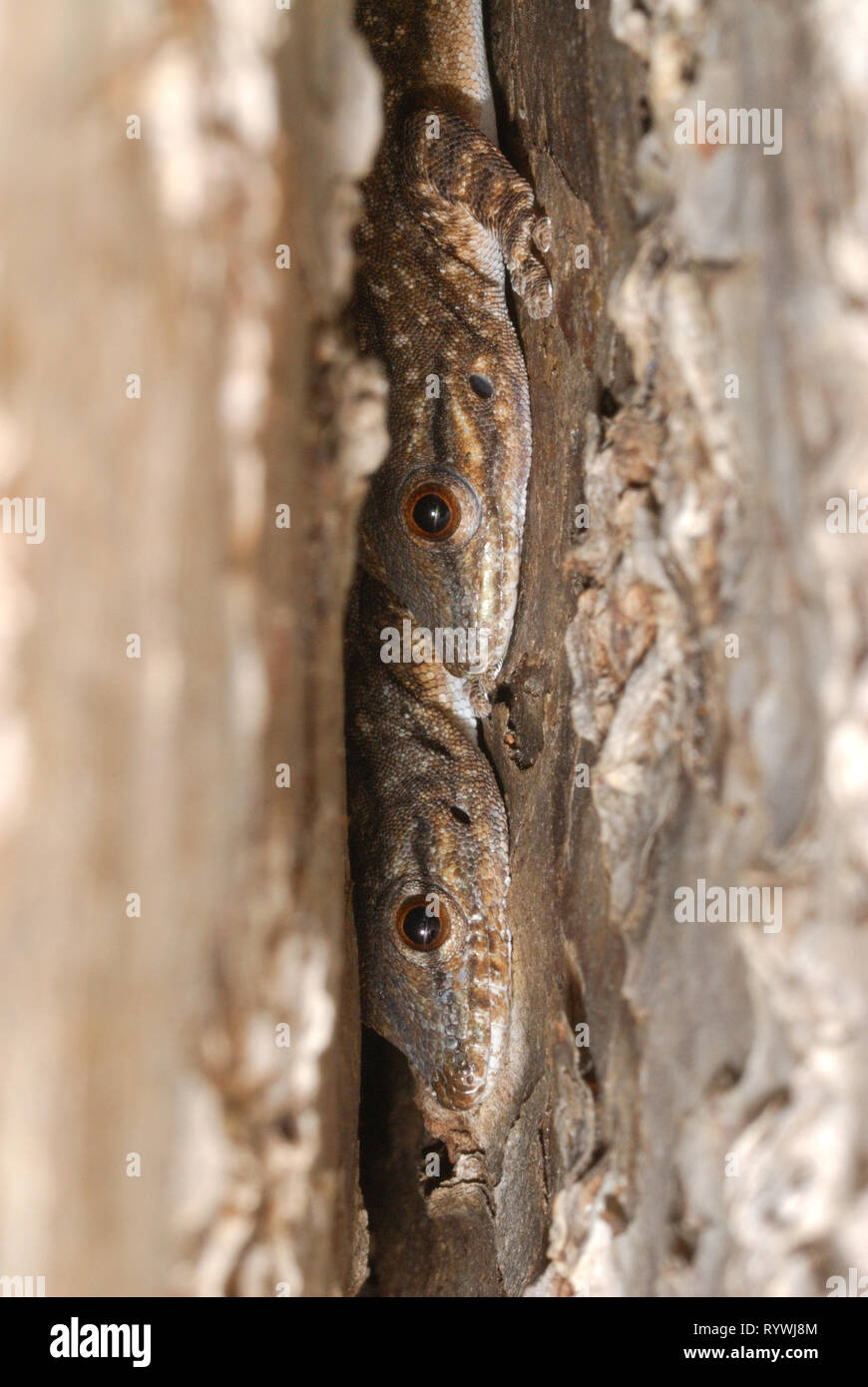 Un par de los gecos diurnos (Phelsuma Thicktail mutabilis) escondido en un tronco de árbol Foto de stock