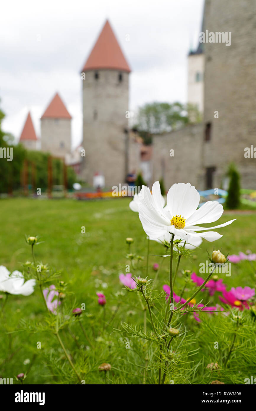 En el cebador plano anu flor blanca, al fondo (fuera de foco) y torres de la muralla de la ciudad medieval de Tallin, Estonia Foto de stock