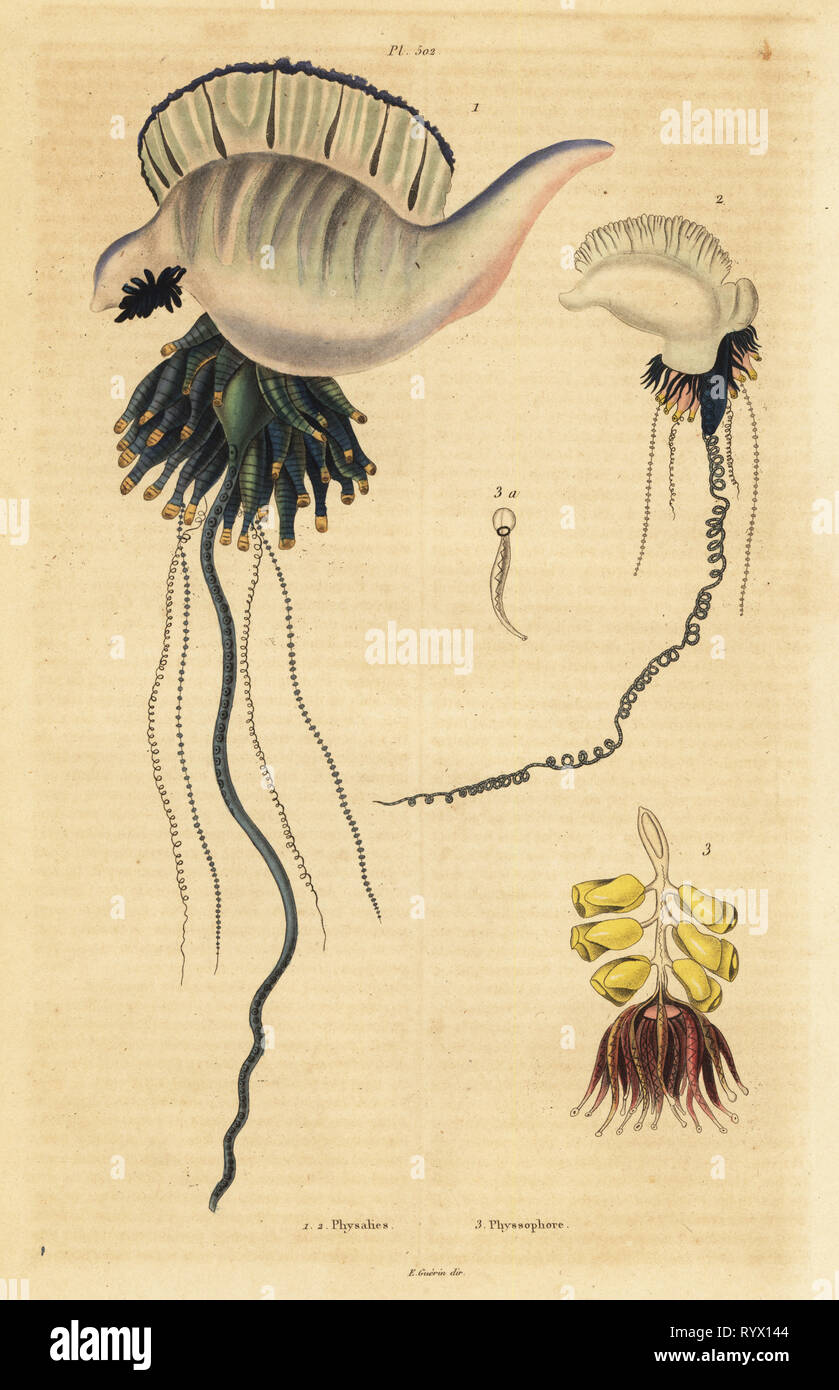Indo-pacífico portugués de hombre de guerra, Physalia utriculus 1, Azores, hombre de guerra, Physalia physalis 2 y Siphonophora Physsophora disticha zoophyte, 3. Physalies, Physsophore. Handcolored acero grabado por du Casse después una ilustración por Adolfo papas de Felix-Edouard Guerin-Meneville's Dictionnaire pintoresco d'Histoire Naturelle (Diccionario pintoresco de Historia Natural), París, 1834-39. Foto de stock