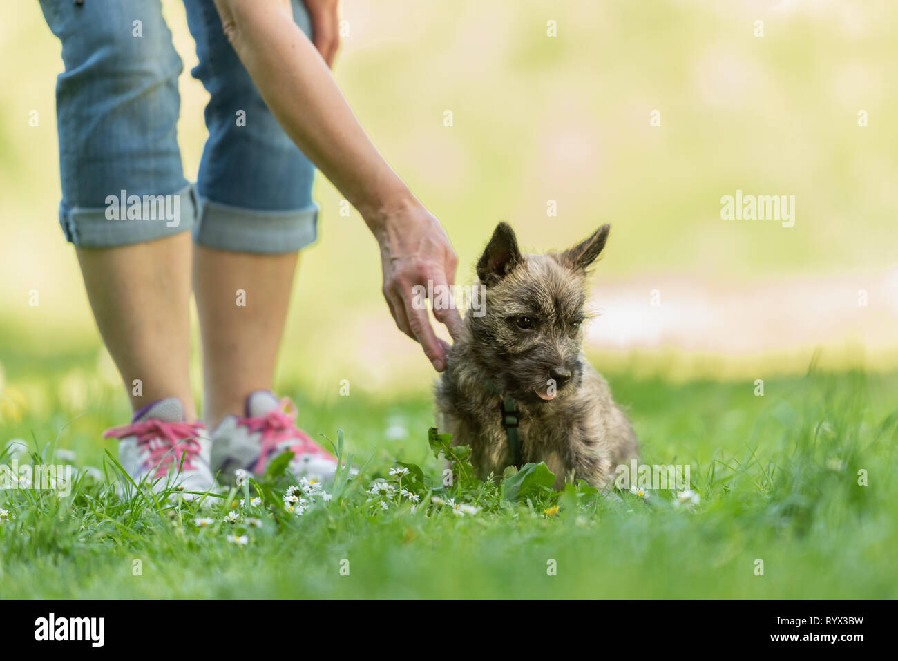 Cairn Terrier cachorro de 13 semanas de edad . Poco lindo perro jugando con su propietario en un verde prado. Foto de stock