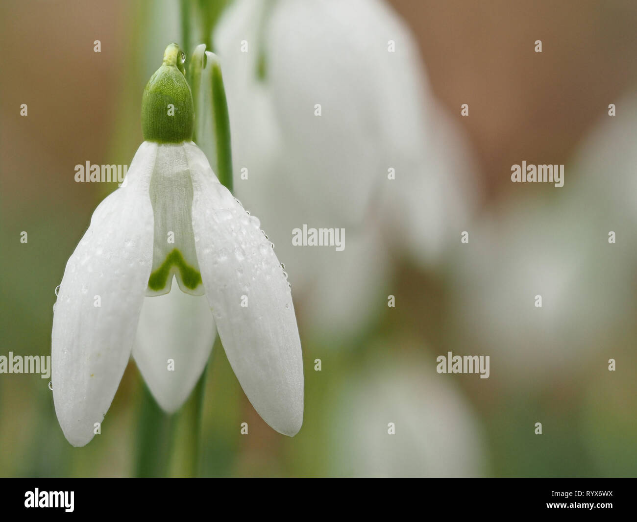 Una foto Snowdrop llamado gotas de agua sobre un copo de nieve (Galanthus nivalis). Este es utilizando el enfoque de cámara Olympus en apilar Foto de stock
