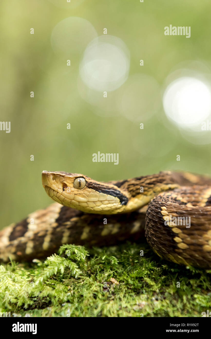 Una hermosa fotografía de un Bothrops jararaca, una serpiente venenosa encontrada en Brasil. Foto de stock