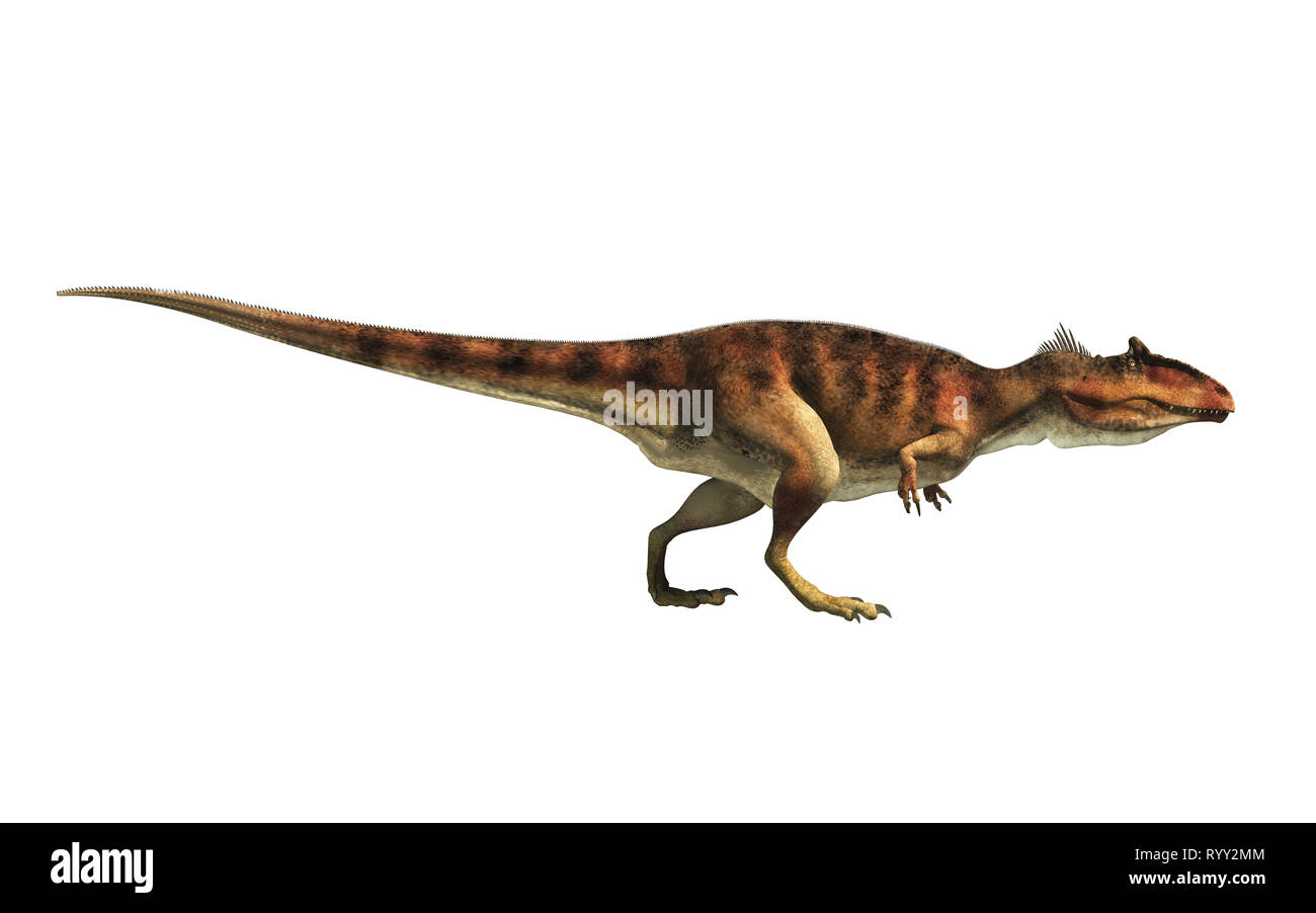 Giganotosaurus, uno de los mayores carnívoros terrestres conocidas, un  dinosaurio terópodos carcharodontosaurid, soportes de perfil sobre un fondo  blanco Fotografía de stock - Alamy