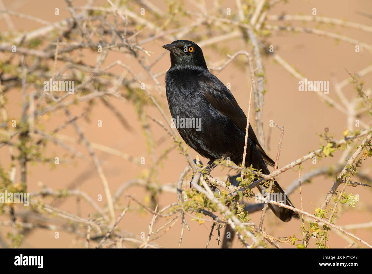 Alas pálido - Onychognathus nabouroup Starling Starling, endémica de África del Sur, el desierto de Namib, en Sossusvlei, Namibia. Foto de stock