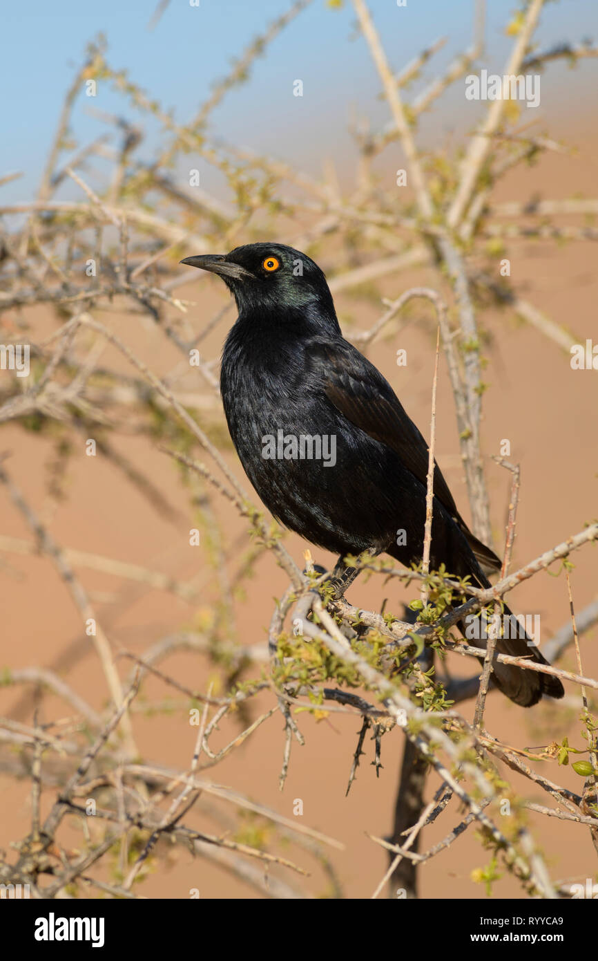 Alas pálido - Onychognathus nabouroup Starling Starling, endémica de África del Sur, el desierto de Namib, en Sossusvlei, Namibia. Foto de stock