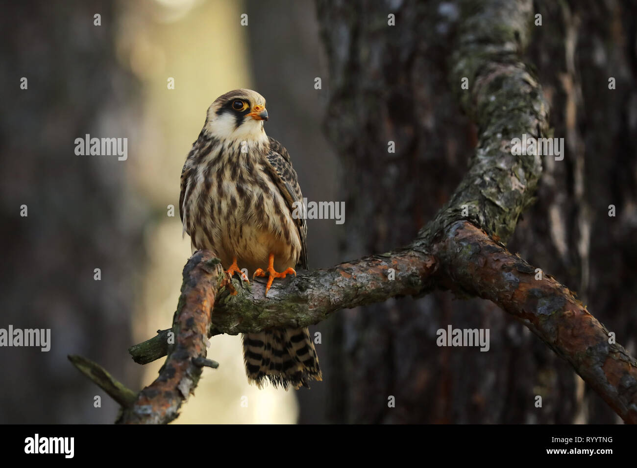 Red-footed falcon (Falco vespertinus) es una pequeña ave de rapiña delgado Foto de stock